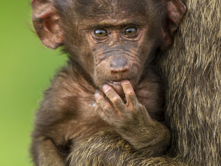 Bébé babouin du Kenya