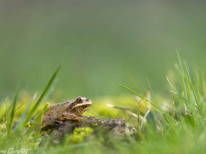 grenouille sur l'herbe