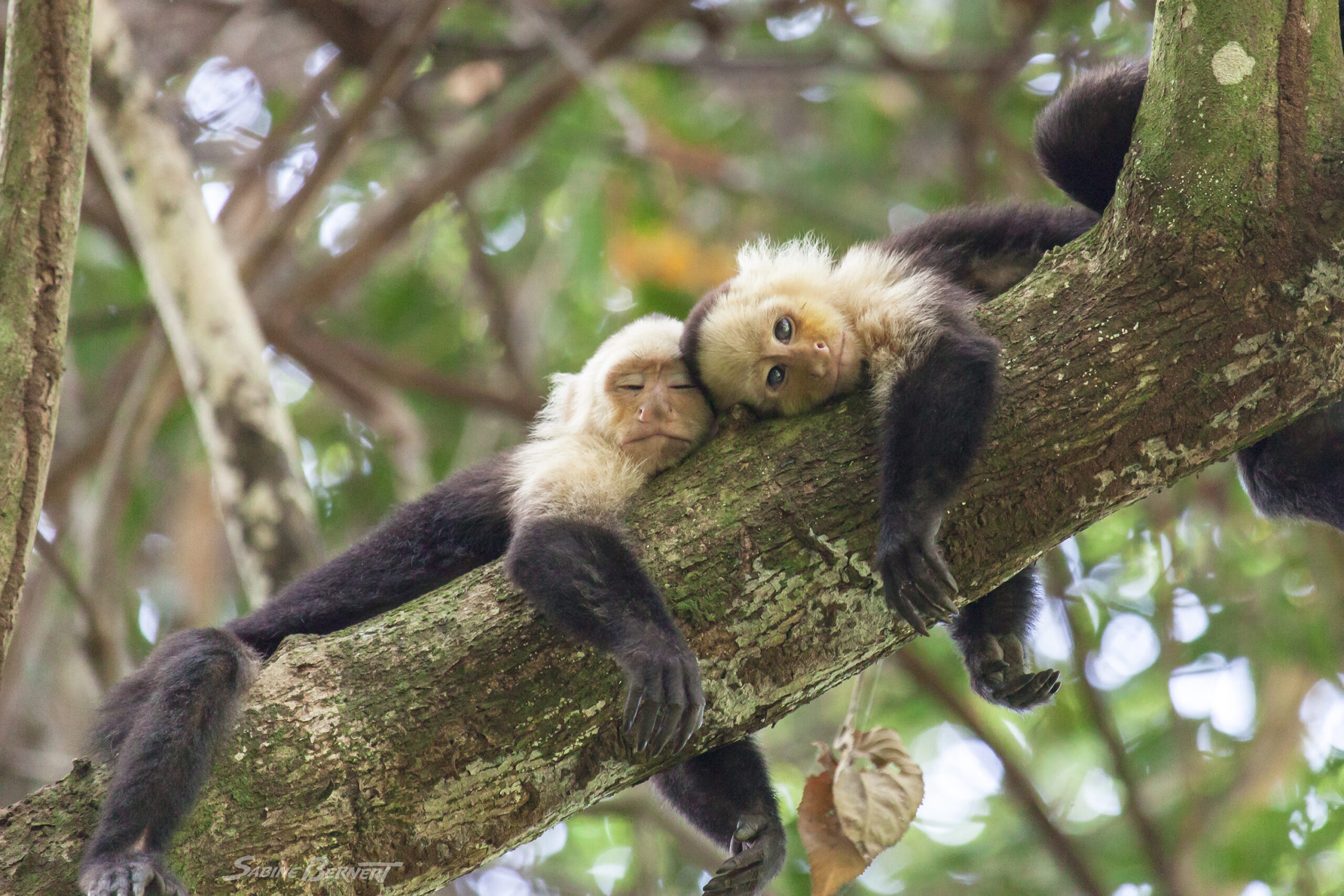 Deux Capucins du Costa-Rica enlacés sur une branche