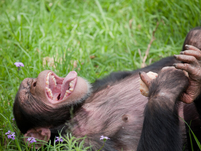 chimpanzé riant dans l'pherbe