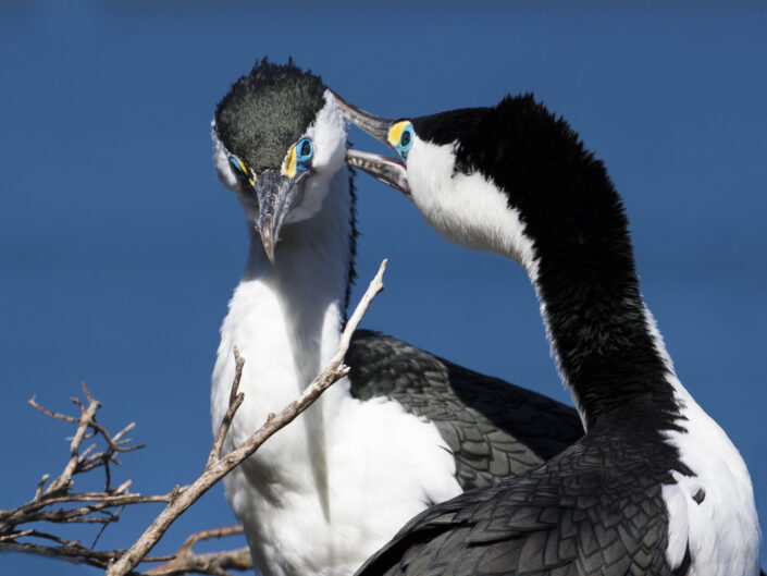 couple de cormoran varié, dans les Marlborough Sounds, en Nouvelle-Zélande