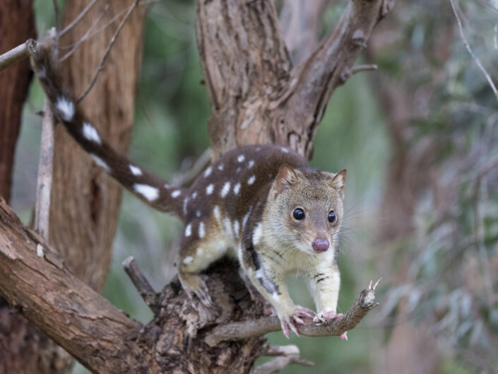 Dasyure ou chat marsupial à queue tachetée dans un arbre- Australie