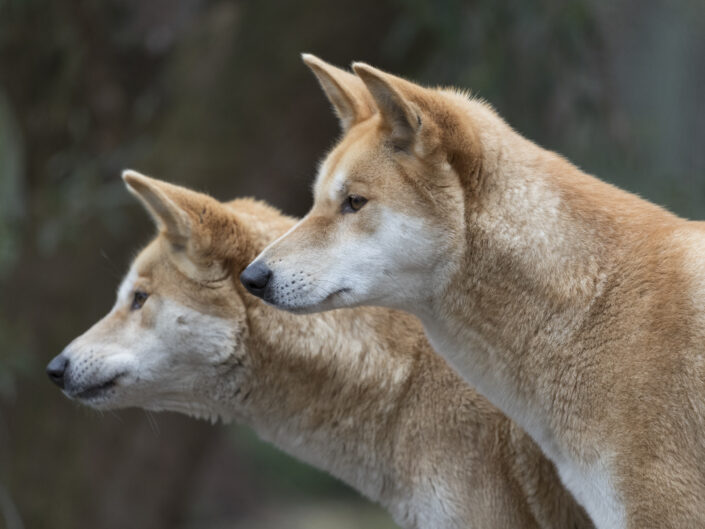 Dingo d'Australie