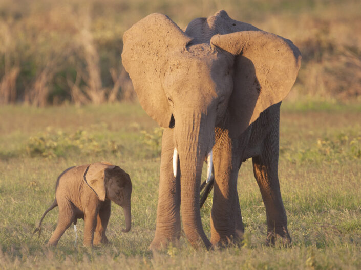 Jeunes éléphants de savane au parc national Amboseli, Kenya