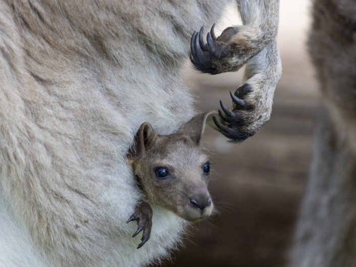 bébé kangourou dans la poche de sa mère