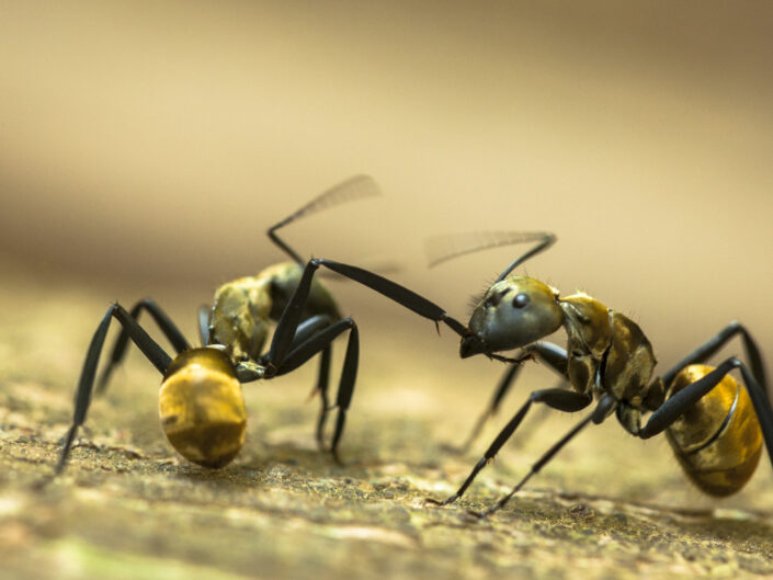 Fourmis Camponotus sereceiventris communiquant, Costa Rica