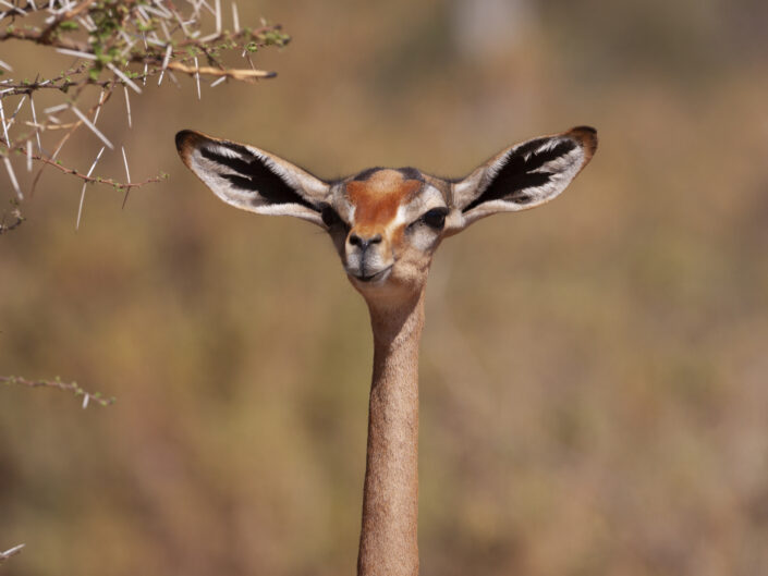 Tête et oreilles d'une Gazelle de Waller ou Antilope Gerenuk