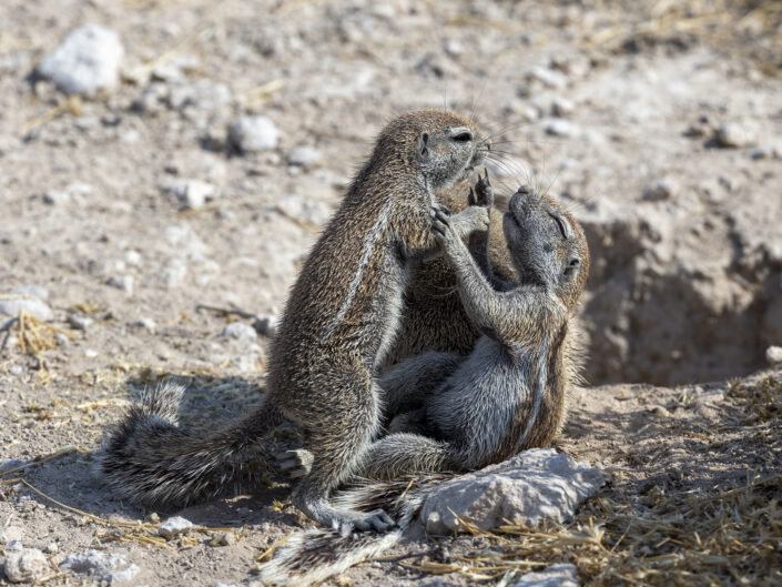 Jeunes ecureuils de terre du Cap jouant (Xerus inauris) au parc national Etosha, Namibie.