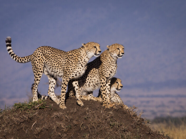 Famille de guépards au Kenya