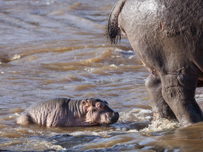 Bébé hippopotame, Kenya