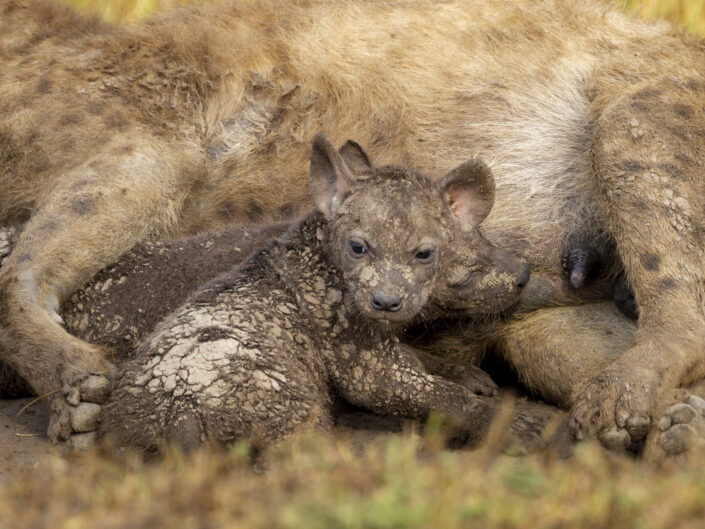 Bébés hyènes, Kenya