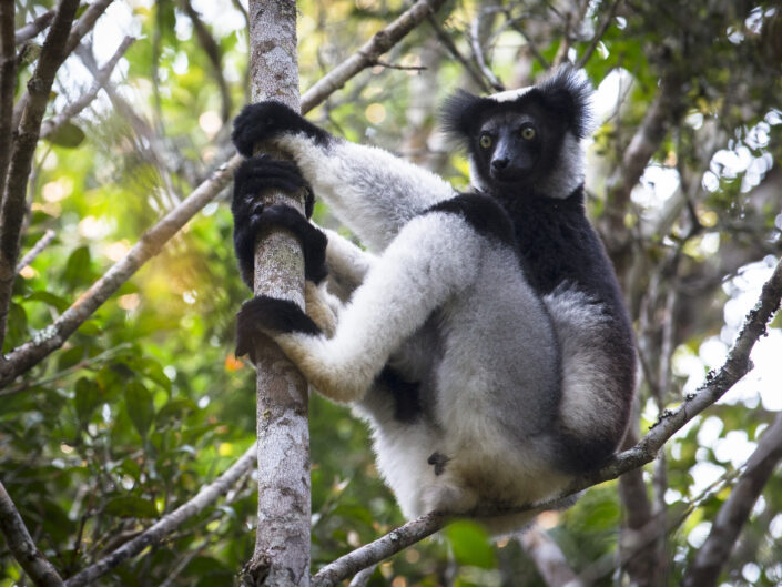 Un lémurien Indri Indri. Leur chant est extraordinaire.