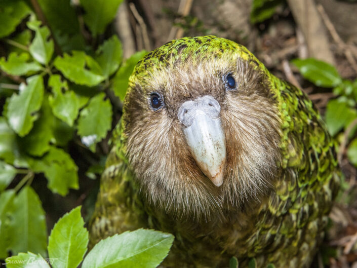 Kakapo - Nouvelle-Zélande