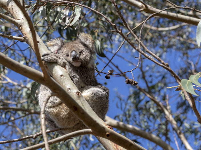 Koala d'Australie