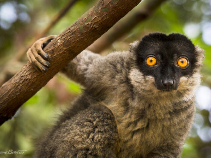 un lemur brun (qu'on appelle aussi Lemur fauve, Maki brun), au Parc des Villageois V.O.I M.M.A, dans la région Andasibe Mantadia. C'est l'une des espèces de lémurien les plus répandue mais elle est cataloguée Vulnérable sur la Liste Rouge de L'UICN.