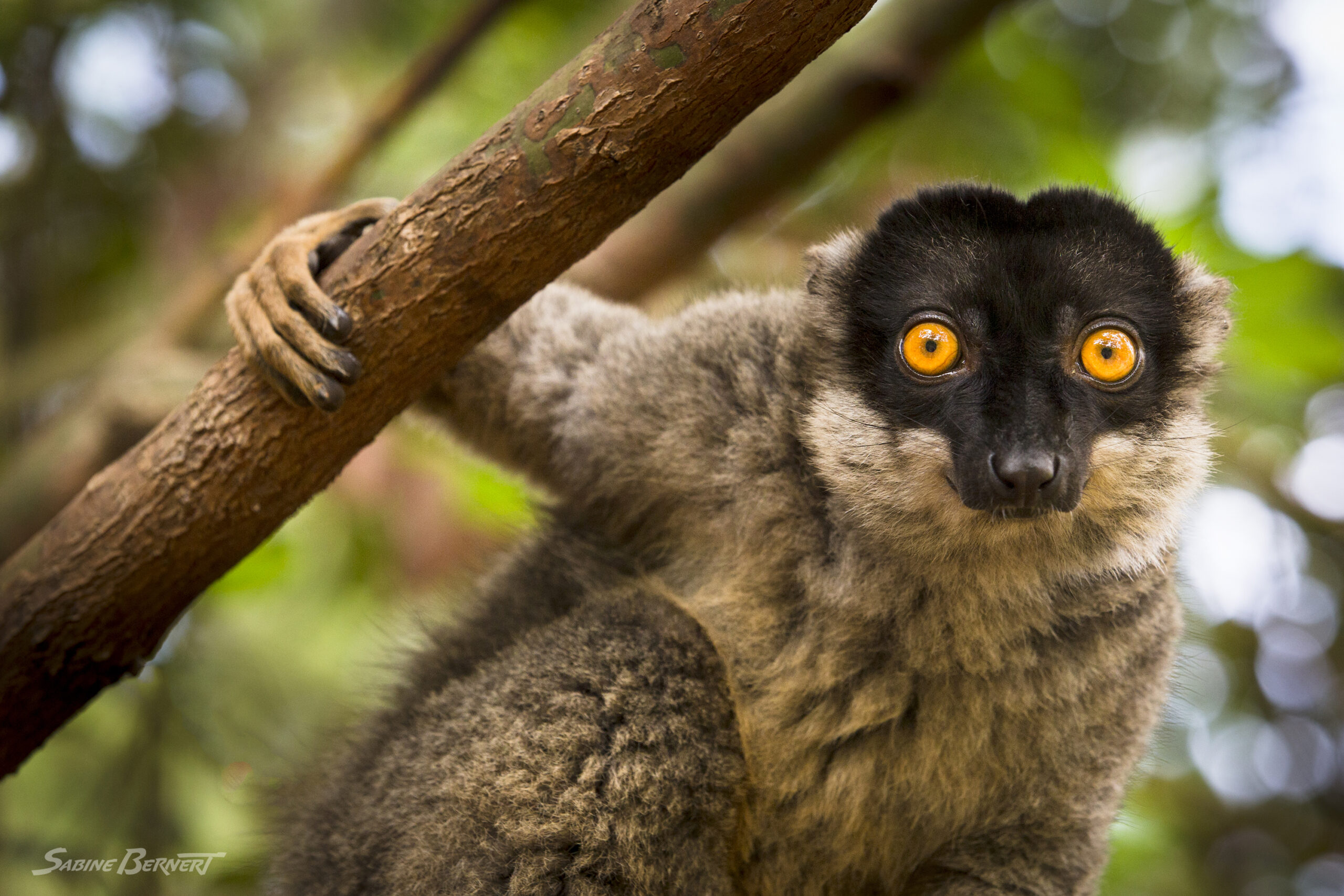 Lémurien de Madagascar regardant l'objectif