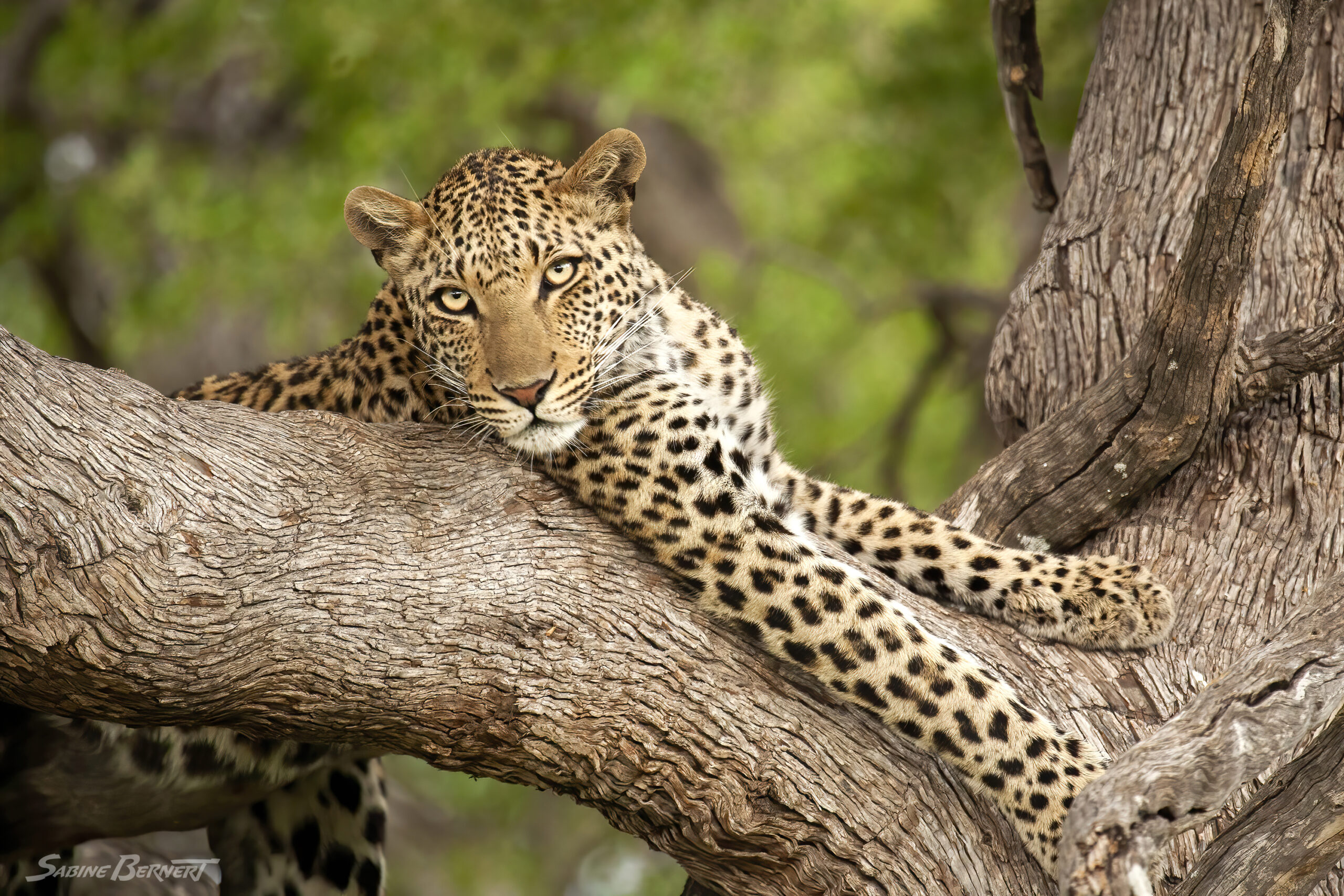 Léopard du Botswana allongé sur une branche