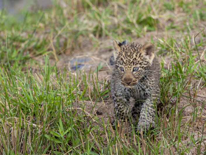 Bébé léopard, Kenya