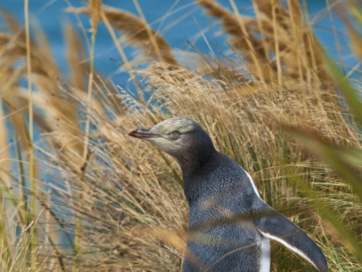 Manchot Antipode dans les herbes hautes sous le vent Nouvelle Zélande
