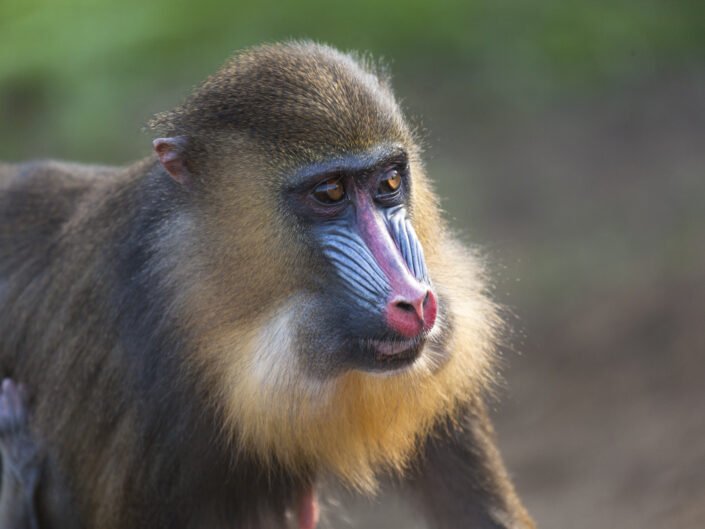 Portrait d'une jeune femelle mandrill au parc de la Lekedi, Gabon - Portrait of a young mandrill female, Lekeki Park, Gabon