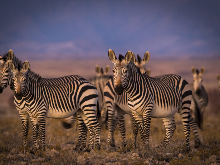 Zebres de montagne, Equus zebra hartmannae, au soleil couchant dans la reserve de Rostock Ritz, Namibie.