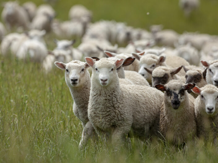 Moutons, île du Sud de la Nouvelle-Zélande