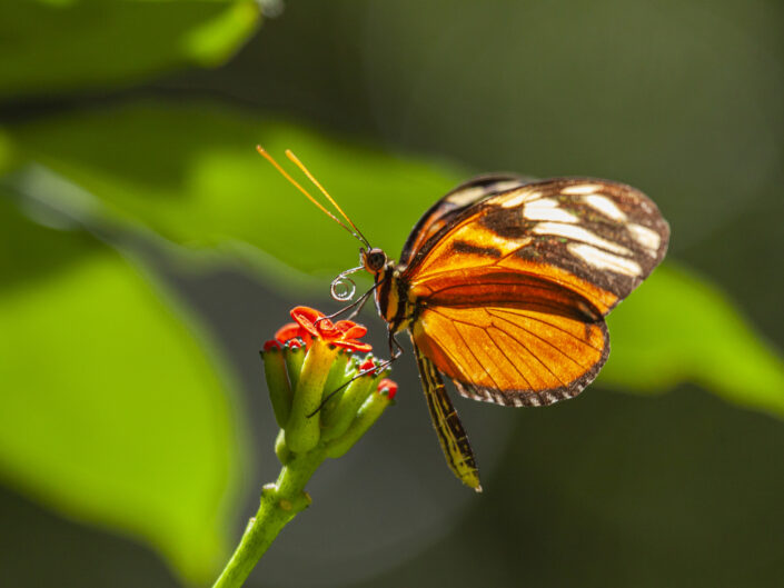 Papillon Heliconius au CostaRica-SBernert