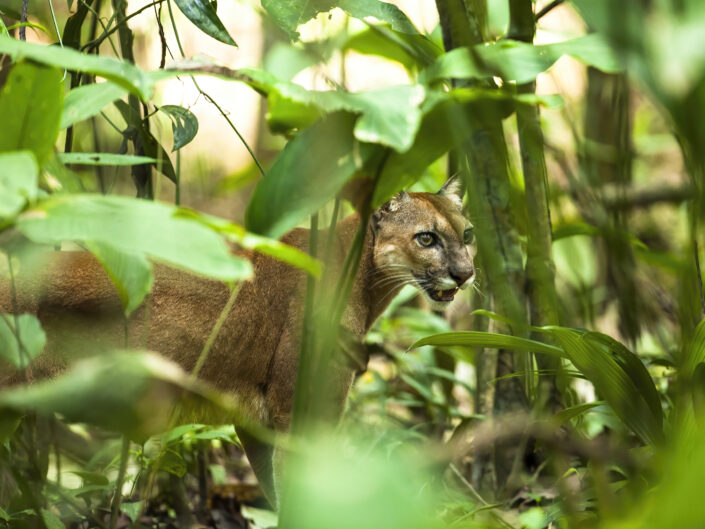 Puma, région du Corcovado