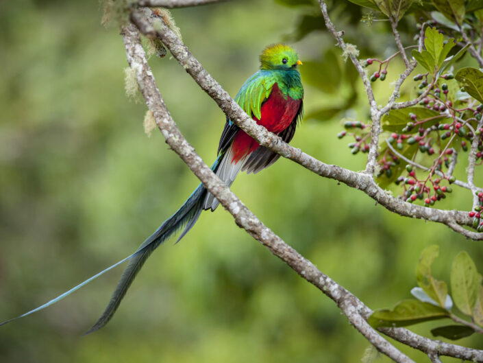 Portrait de quetzal resplendissant