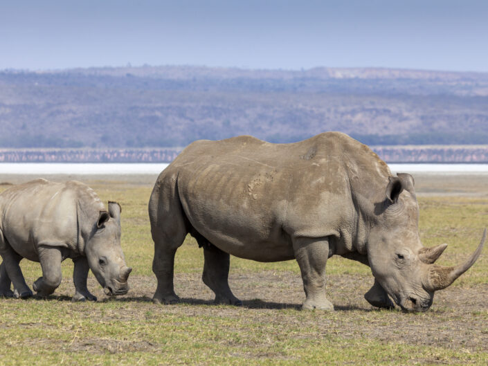 Bébé rhinocéros blanc, Kenya