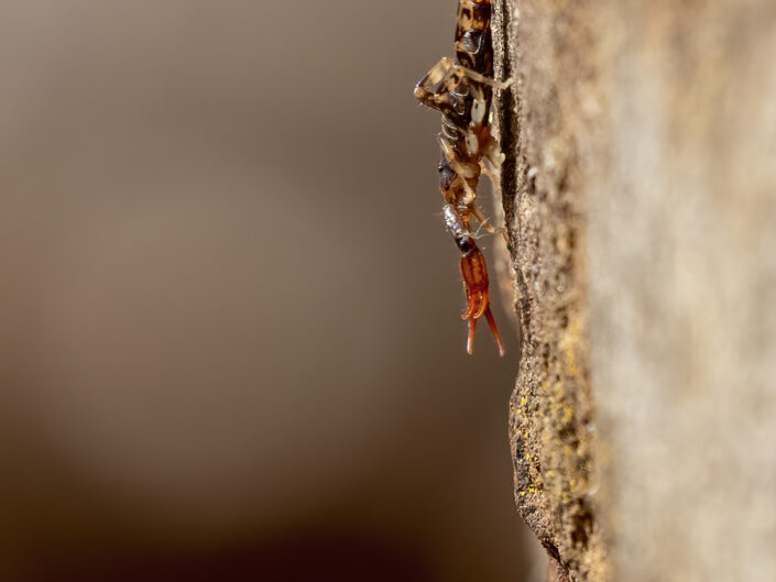 scorpion sur un tronc d'arbre