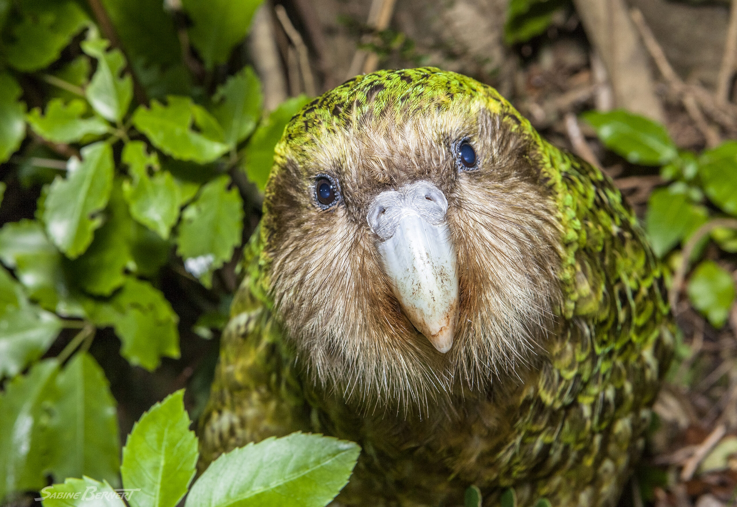 Kakapo de Nouvelle-Zélande regardant l'objectif
