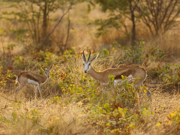 Mère et jeune springboks, Namibie