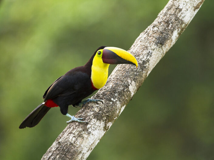 Toucan Swainson Costa Rica