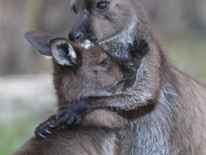 Kangourou gris, Australie