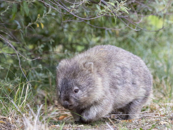 Wombat de Tasmanie Maria island
