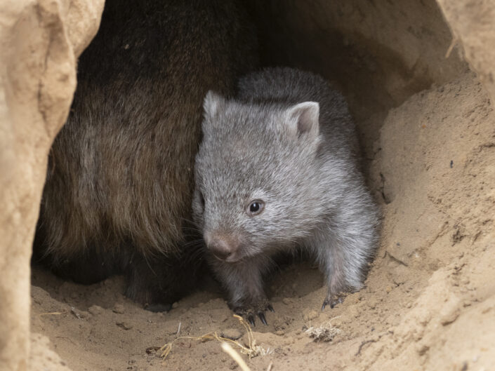 Wombat de Tasmanie