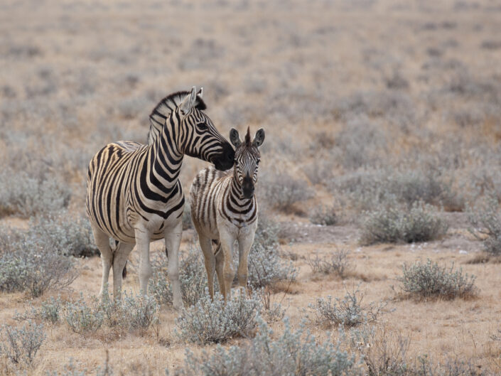 Mère zèbre de Burchell et son petit, Namibie