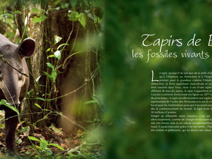 Pages intérieures de l'ouvrage Costa-RIca, rencontres au dernier jardin d'Eden