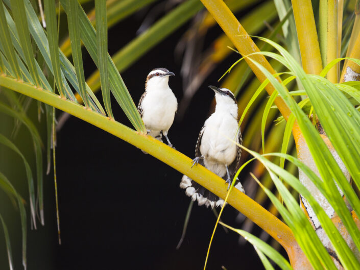 Couple de Troglodytes à nuque rousse en parade, sur une branche, au Costa Rica
