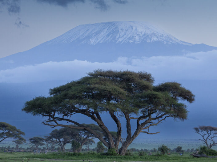 arbres devant le kilimandjaro