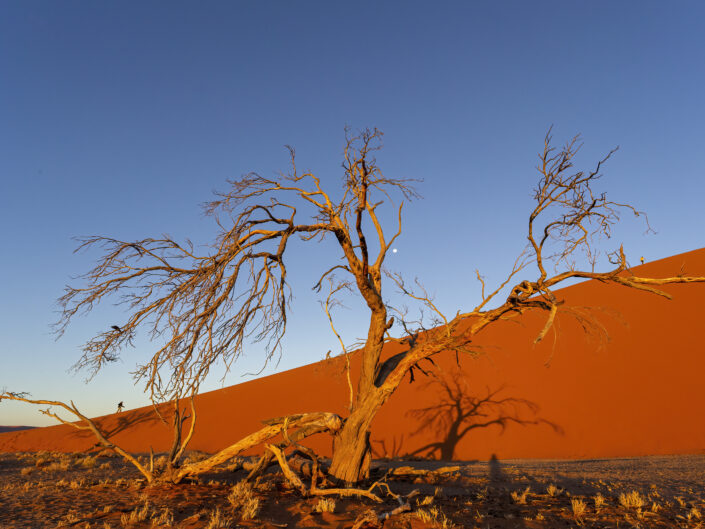 arbre mort sur une dune de sable rouge
