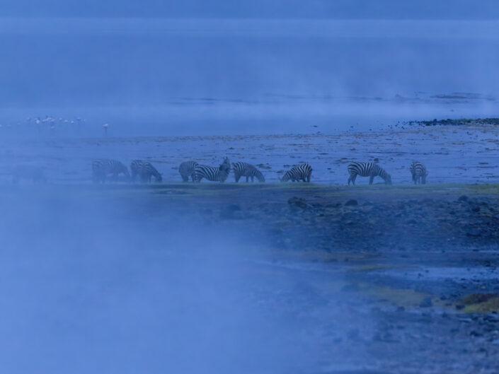 zèbres dans la brume, Réserve nationale du lac Bogoria