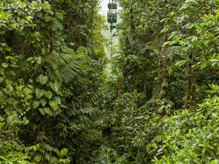 forêt au Costa Rica