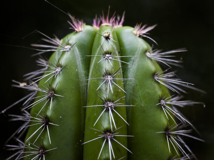 Cactus, Costa Rica