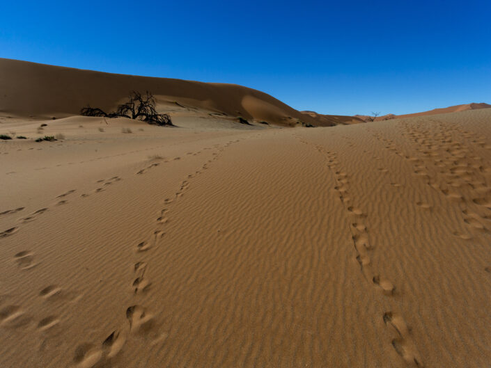 dune de sable rouge et empreintes d'animaux