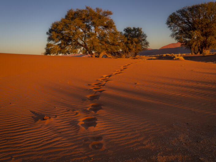 dune de sable rouge et empreintes d'une antilope