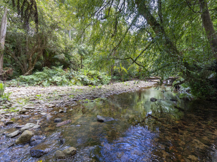 Evercreech Forest, Tasmanie