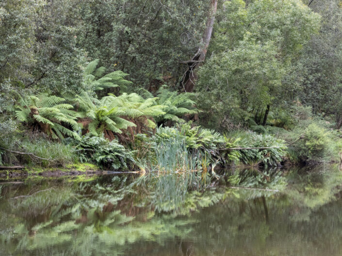 Fern Glade,Tasmanie