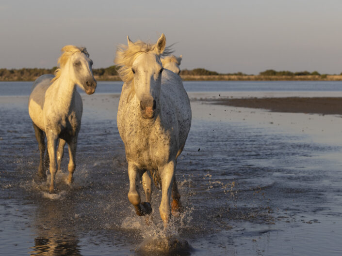 chevaux blancs galopant dans la mer